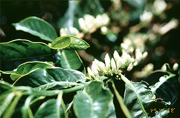 Kaffee Blüte