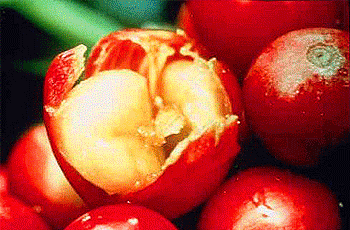 Kaffee Frucht