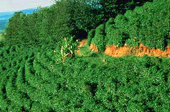 Plantagen und Ernte des Kaffees
